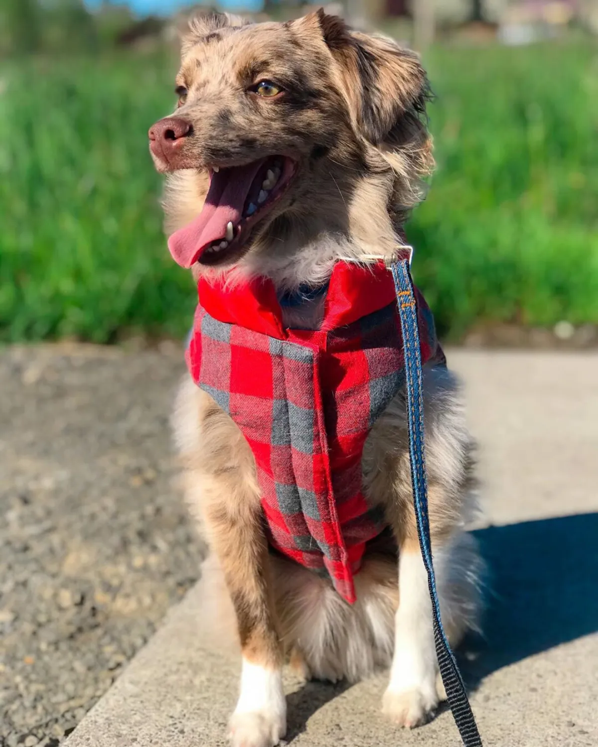 Reversible Puffer Dog Coat - Lava Red