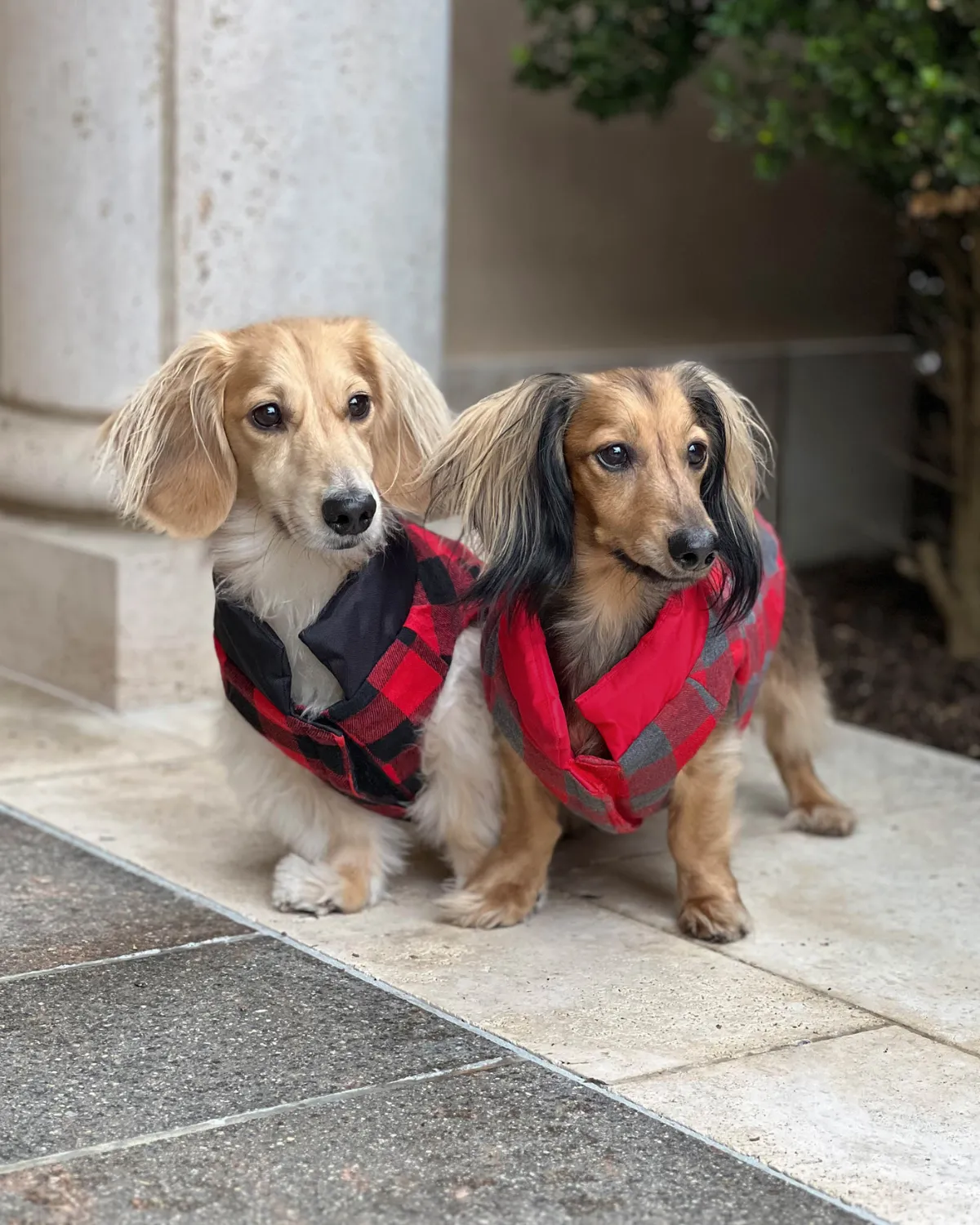 Reversible Puffer Dog Coat - Lava Red