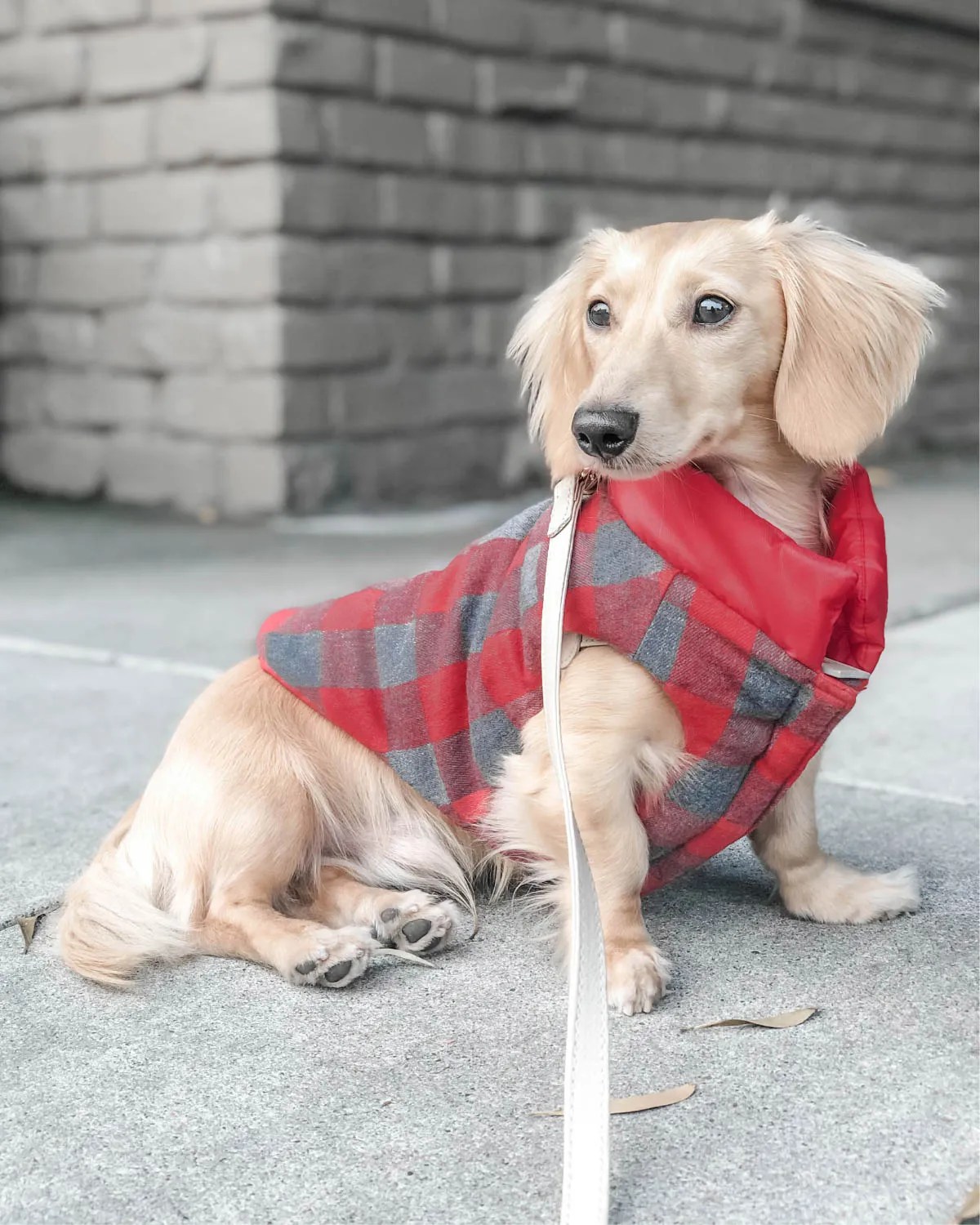 Reversible Puffer Dog Coat - Lava Red