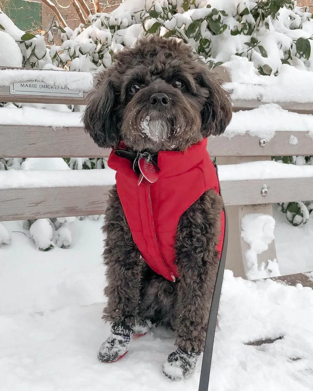 Reversible Puffer Dog Coat - Lava Red