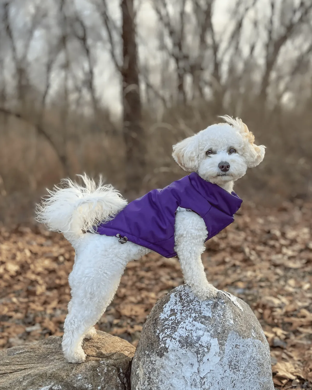 Reversible Puffer Dog Coat - Violet Purple