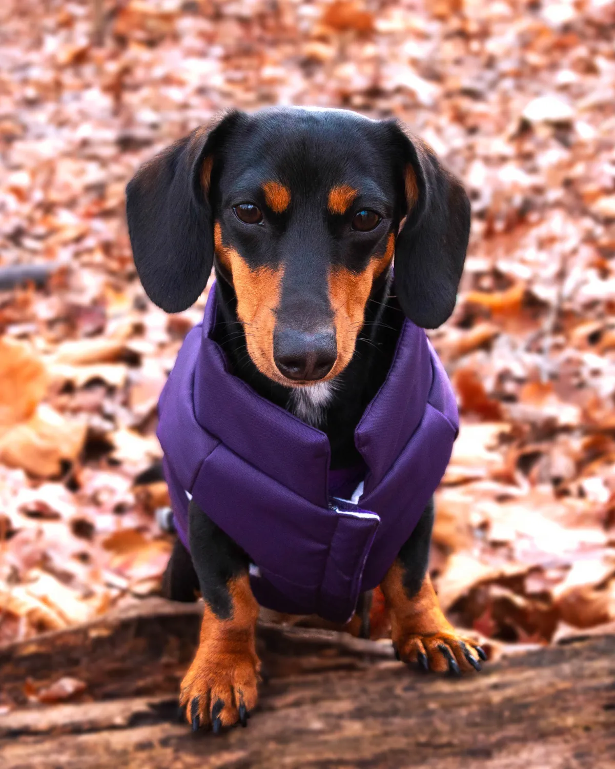 Reversible Puffer Dog Coat - Violet Purple